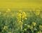 Beautiful rape field with clouds