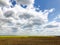 Beautiful rapeseed field