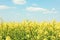 Beautiful rapeseed field Amazing spring nature. Photo outdoor