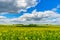 Beautiful rapeseed field on sunny summer day