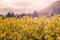 Beautiful rapeseed field at the sunset