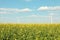 Beautiful rapeseed field with windmills against sky