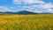 Beautiful rapeseed fields in Washington state.