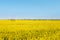 Beautiful rapeseed flower field in spring