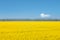 Beautiful rapeseed flower field in spring