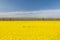 Beautiful rapeseed flower fields in spring