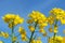 Beautiful rapeseed meadow with yellow flowers