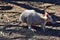 Beautiful rare an albino kangaroo in the park