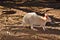 Beautiful rare an albino kangaroo in the park