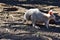 Beautiful rare an albino kangaroo in the park