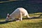 Beautiful rare an albino kangaroo in the park
