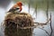 beautiful rare bird perched on a nest in a wetland