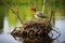 beautiful rare bird perched on a nest in a wetland