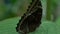 Beautiful rare butterfly sitting on leaf sideways, entomology science, close-up