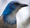 Beautiful Rare and Endangered Florida Scrub Jay in Central Florida