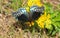 Beautiful, rare, female Diana Fritillary butterfly