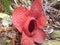 Beautiful and rare flowers and the largest flower in the world of Rafflesia arnoldi in kemumu bengkulu utara bengkulu indonesia