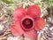 Beautiful and rare flowers and the largest flower in the world of Rafflesia arnoldi in kemumu bengkulu utara bengkulu indonesia