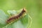 A beautiful rare Gypsy Moth Caterpillar Lymantria dispar feeding on an oak tree leaf in woodland.