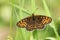 A beautiful rare Heath Fritillary Butterfly Melitaea athalia perching on a blade of grass in woodland.