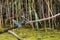 Beautiful rare Kingsfisher Bird starts to fly away