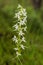 A beautiful rare lesser butterfly orchid blossoming in the summer marsh.