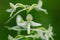 A beautiful rare lesser butterfly orchid blossoming in the summer marsh.