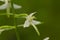 A beautiful rare lesser butterfly orchid blossoming in the summer marsh.