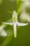 A beautiful rare lesser butterfly orchid blossoming in the summer marsh.
