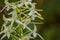 A beautiful rare lesser butterfly orchid blossoming in the summer marsh.