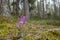Beautiful and rare orchid, calypso orchid Calypso bulbosa, blooming in spring in Finnish nature
