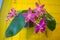 Beautiful rare orchid in pot on yellow background