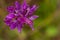 A beautiful rare pink wild orchid blossoming in the summer marsh.