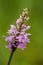 A beautiful rare pink wild orchid blossoming in the summer marsh.