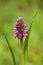 A beautiful rare pink wild orchid blossoming in the summer marsh.