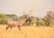 Beautiful rare Roan Antelope walking through the dry yellow grass of Hwange National Park, Zimbabwe