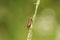 A beautiful rare Roesel`s Bush-Cricket, Metrioptera roeselii, perching on a grass seed head.