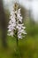 A beautiful rare white wild orchid blossoming in the summer marsh.