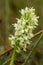 A beautiful rare white wild orchid blossoming in the summer marsh.