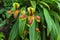 Beautiful rare wild orchids Paphiopedilum villosum