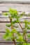 Beautiful raspberry leaves. A green bush raspberry. Young raspberry leaves in nature..