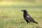 Beautiful raven Corvus corax walking among green meadow North Poland Europe