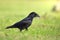 Beautiful raven Corvus corax walking among green meadow North Poland Europe