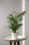 Beautiful Ravenea rivularis plant in pot on table indoors. House decor