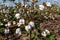 Beautiful Raw Cotton Growing in a Farmer\'s Field