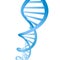 Beautiful realistic DNA blue colored double helix on white background