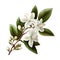 Beautiful realistic illustration of blooming branch of jasmine tree. White jasmine flowers. Isolated on white background. For prin