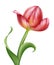 Beautiful realistic pink tulip flower illustration