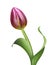 Beautiful realistic pink tulip flower illustration