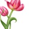 Beautiful realistic pink tulips flower illustration